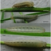 hipp semele volgensis larva2 volg